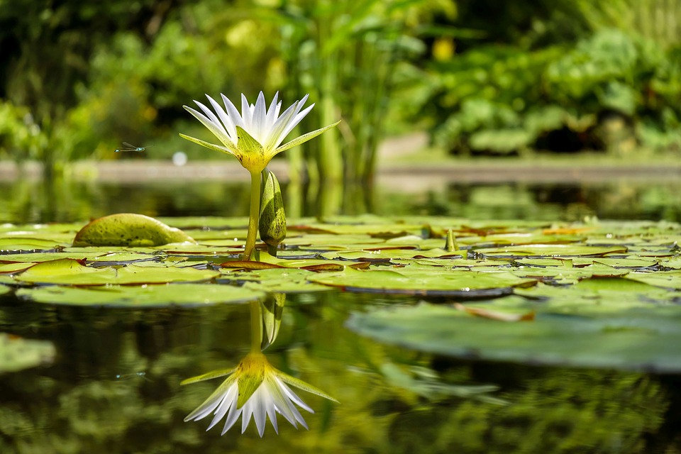Ponds gyan hans