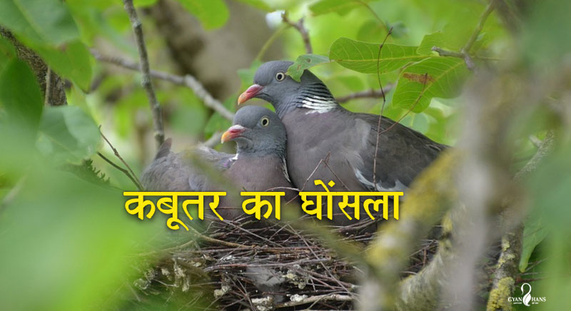 कबूतर का घोंसला - एक सीख